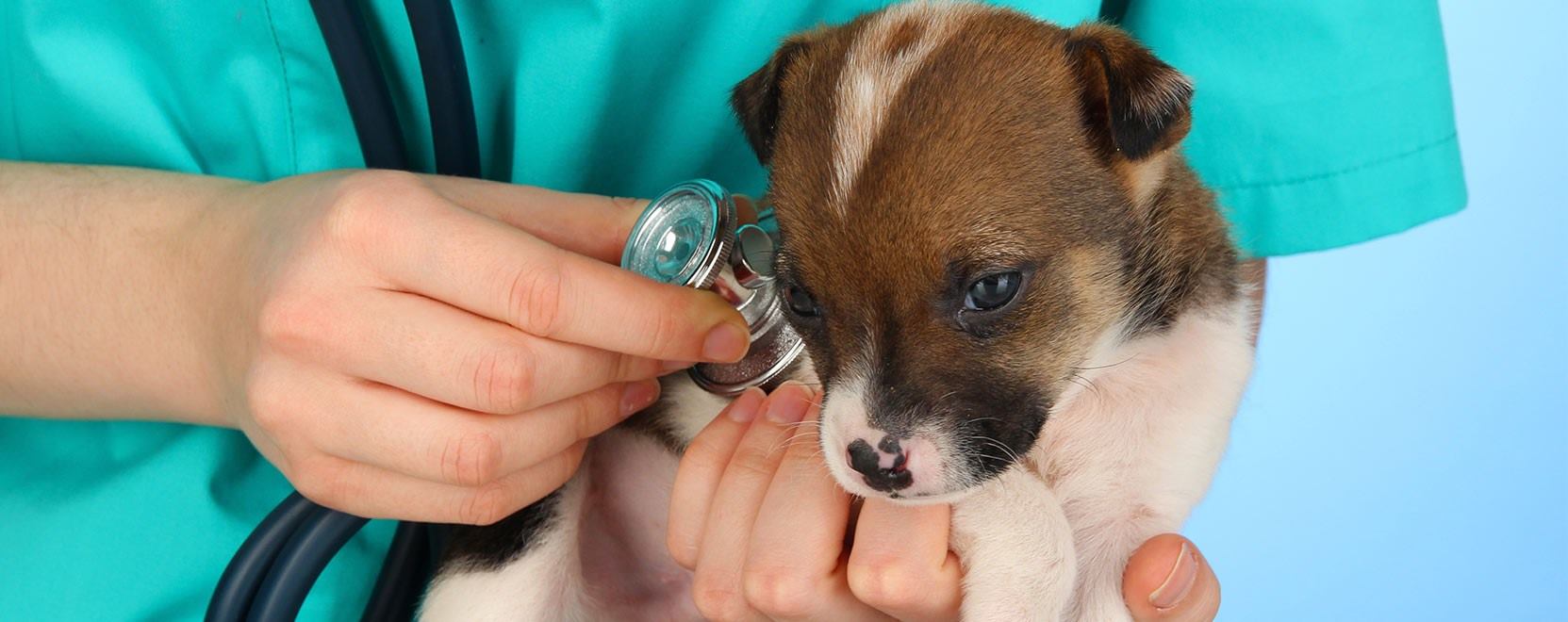 cachorro siendo examinado